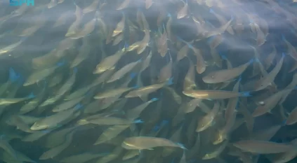 أسراب الحريد تصل إلى شواطئ جزر فرسان