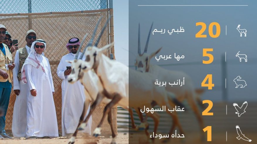 إطلاق 32 كائنًا فطريًا في محمية الملك خالد