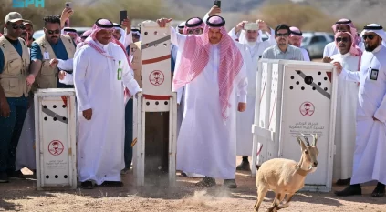 إطلاق 22 كائنًا فطريًا مهددًا بالانقراض في متنزه البيضاء البري 