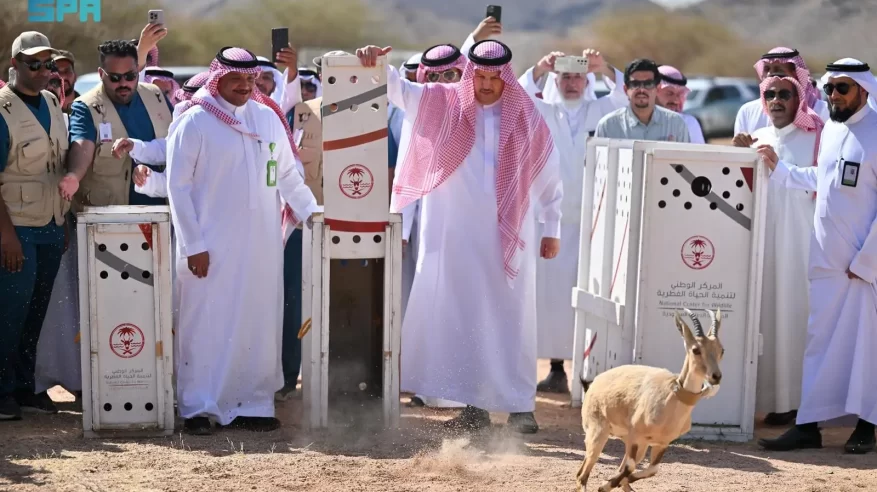 إطلاق 22 كائنًا فطريًا مهددًا بالانقراض في متنزه البيضاء البري 