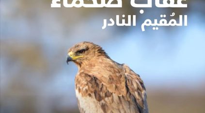 العقاب الصحماء يواجه خطر الانقراض فماذا تعرف عنه؟