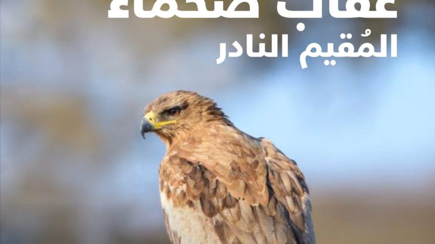 العقاب الصحماء يواجه خطر الانقراض فماذا تعرف عنه؟