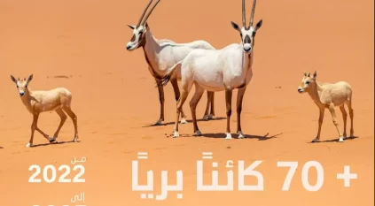 تسجيل ولادة 74 حيوانًا بريًا في محمية الملك خالد