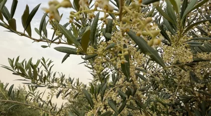 بدء تزهير أشجار الزيتون في الجوف وتوقعات بوفرة في الإنتاج 