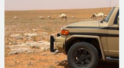 ضبط مواطن رعى 10 متون من الإبل في محمية الإمام تركي