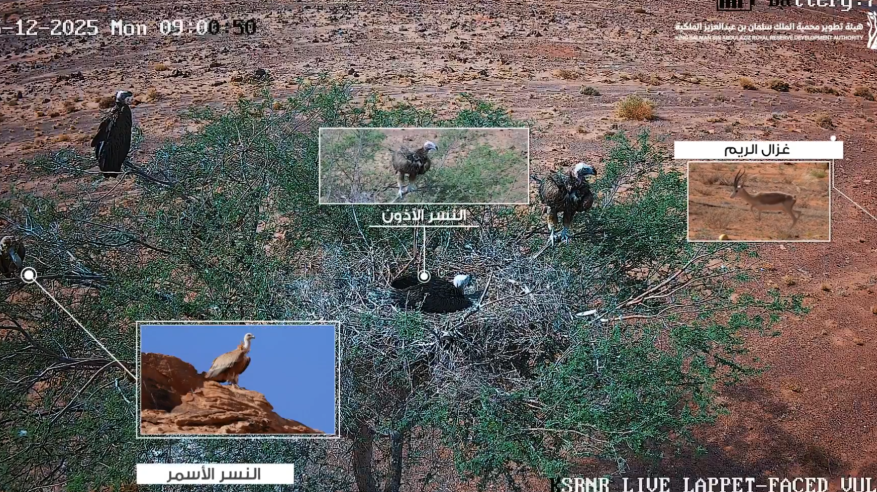 لقطات تجسّد جهود تهيئة موائل آمنة للحياة الفطرية بمحمية الملك سلمان