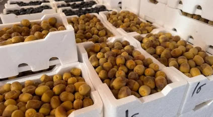 بواكير تمور المدينة المنورة تُنعش أسواق السعودية بأكثر من 58 صنفًا