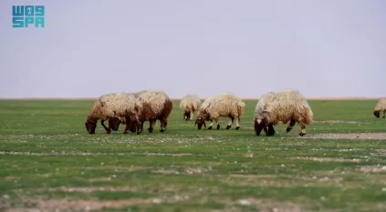 بدء إصدار تصاريح الرعي بعدد من الفياض والمتنزهات الوطنية