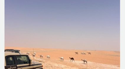 ضبط مواطن رعى 14 متنًا من الإبل في محمية الإمام عبدالعزيز