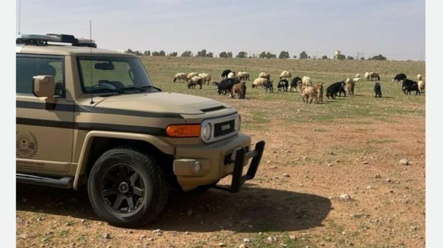 ضبط مواطن رعى 20 رأسًا من الأغنام في محمية الإمام تركي