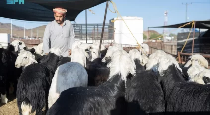 أسواق الأنعام في المدينة المنورة تنشط مع قُرب عيد الأضحى