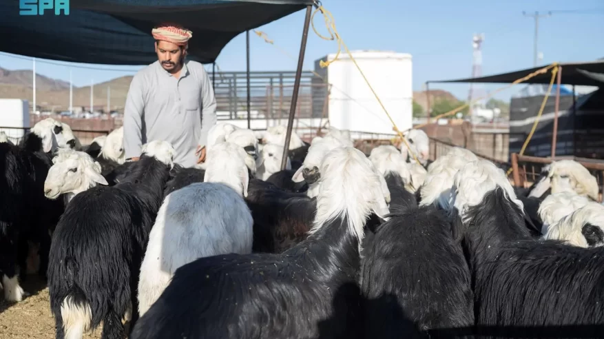 أسواق الأنعام في المدينة المنورة تنشط مع قُرب عيد الأضحى