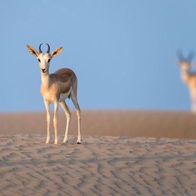 الظبي الجفول.. رمز الصحراء وملهم الشعراء