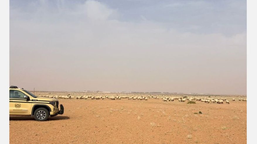 ضبط مواطن رعي 50 رأسًا من الأغنام في محمية الملك عبدالعزيز