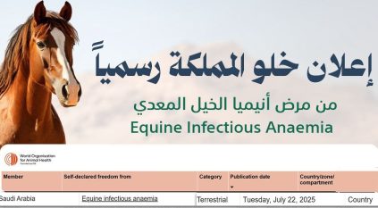 خلو السعودية رسميًا من مرض أنيميا الخيل المعدي