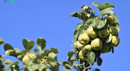 الكمثرى ثمار من ذهب على أرض تبوك بـ 750 طنًا سنويًا