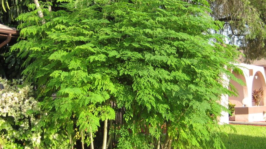 البان العربي.. شجرة تغنّى بها الشعراء منذ القِدم وتزهر في أحضان العُلا
