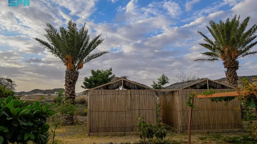 الزراعة في العقيق.. 1600 مزرعة نخيل ترفد السوق بـ40 طنًّا سنويًّا