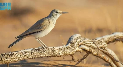 عبقرية التكيف.. ماذا تعرف عن الطيور الصحراوية في السعودية؟