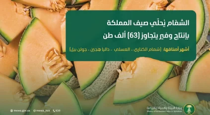 الشمّام يُحلّي صيف السعودية بإنتاج وفير يتجاوز 63 ألف طن سنويًا