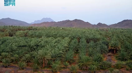 جَدَاد النخيل في المدينة المنورة.. آخر مراحل جني التمور