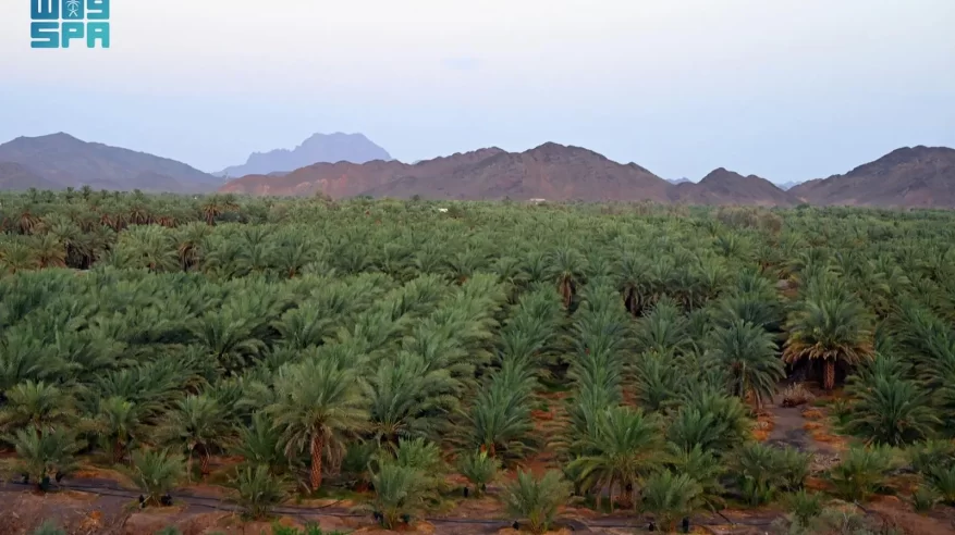 جَدَاد النخيل في المدينة المنورة.. آخر مراحل جني التمور