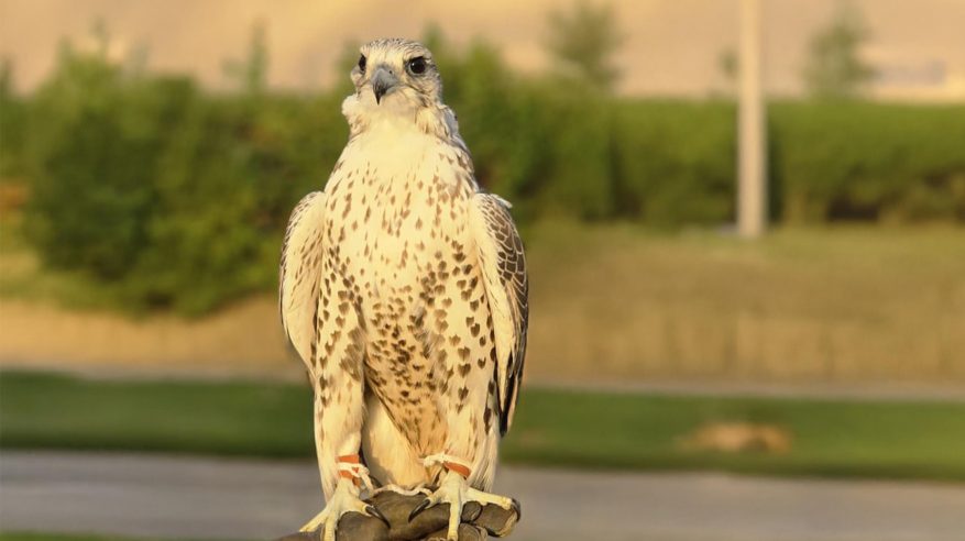تخصيص منطقة للصقور المنغولية في معرض الصقور والصيد السعودي الدولي 2025