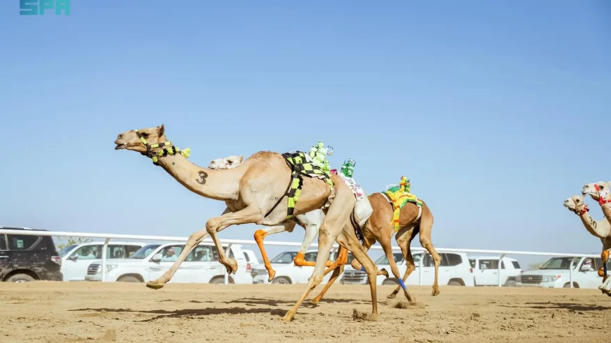 الهجن السعودية تخطف 30 شوطًا في “اللقايا” بمهرجان ولي العهد