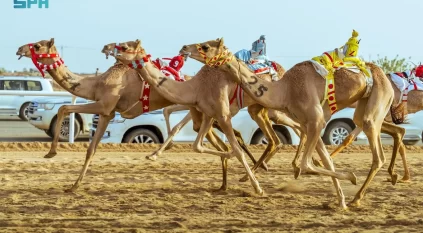 الهجن السعودية تحقق المراكز الأولى بافتتاحية مهرجان ولي العهد بالطائف