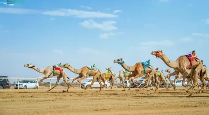 الهجن في الطائف تنافس بقيمة سوقية تتجاوز ربع مليار ريال