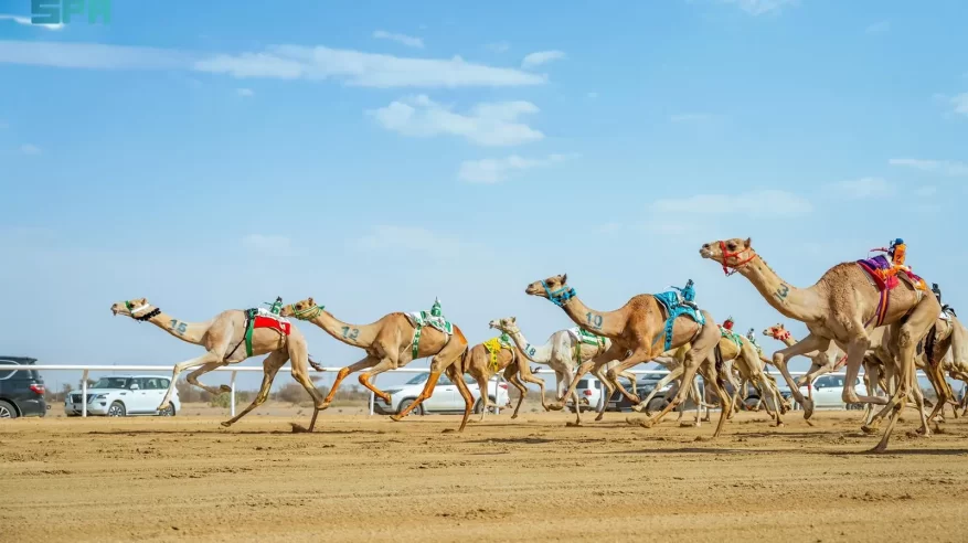 الهجن في الطائف تنافس بقيمة سوقية تتجاوز ربع مليار ريال