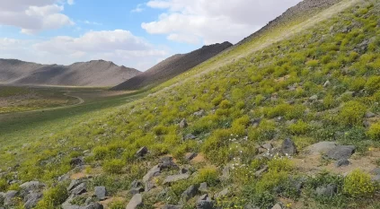 جهود هيئة تطوير محمية الملك سلمان تُثمر عن غرس 4 ملايين شجرة