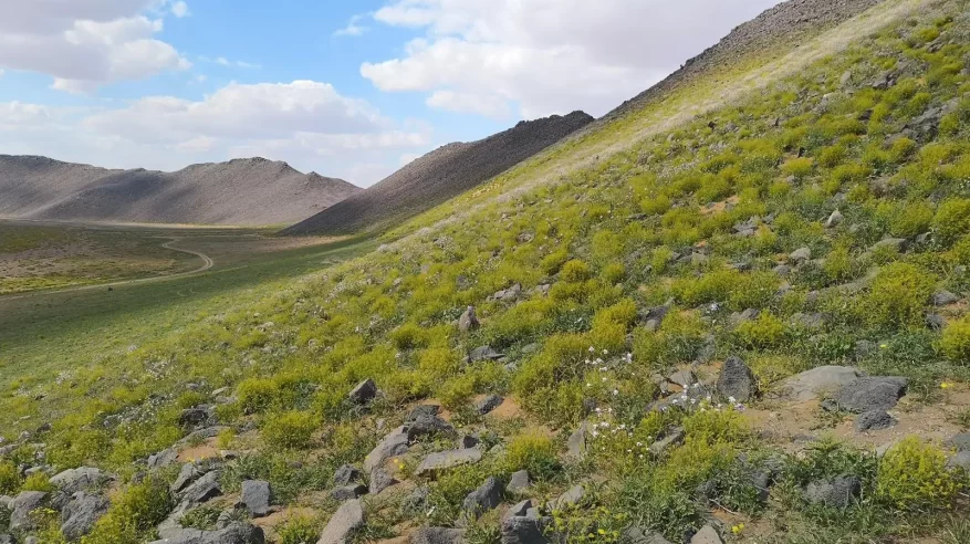 جهود هيئة تطوير محمية الملك سلمان تُثمر عن غرس 4 ملايين شجرة