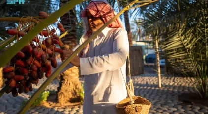 حشو التمر.. تقليد متوارث بالجوف لحفظ التمور طوال العام