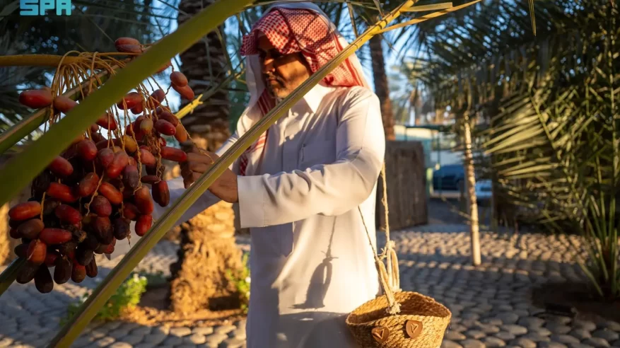 حشو التمر.. تقليد متوارث بالجوف لحفظ التمور طوال العام