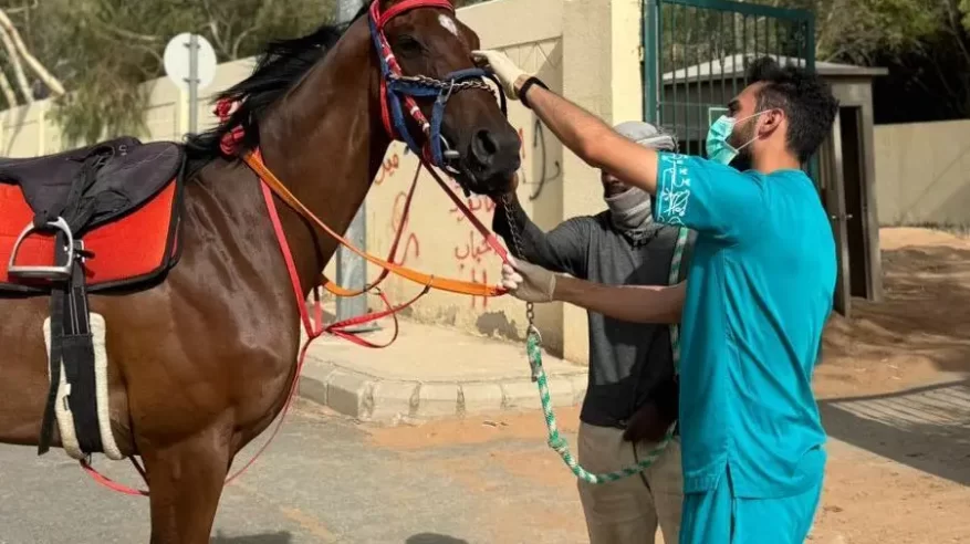 السعودية خالية رسميًا من مرض الرعام