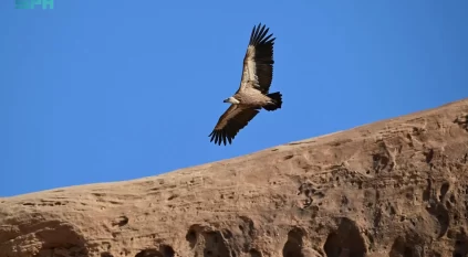 نسر مهدد بالانقراض يظهر في سماء العُلا