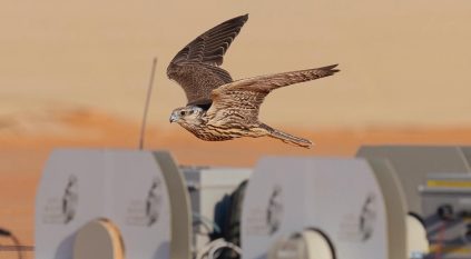 الإنتاج المحلي تنتزع الصدارة في شوط “الحر” بسباق الملواح ضمن معرض الصقور