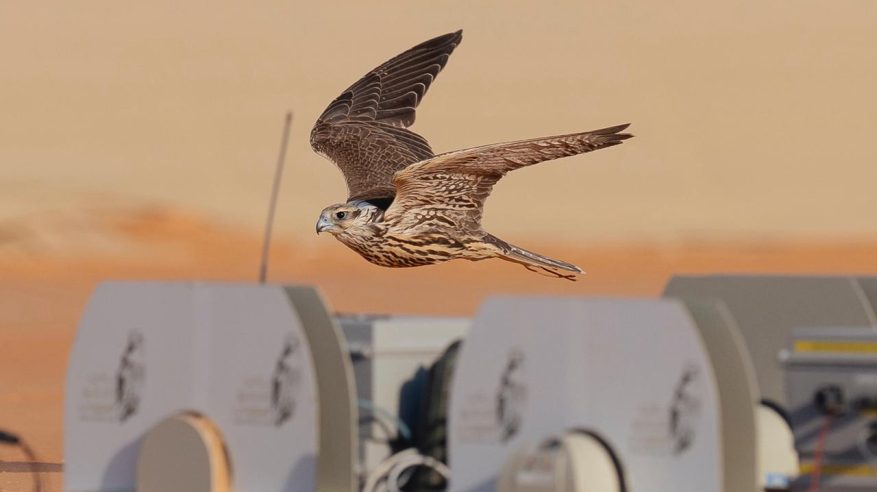 الإنتاج المحلي تنتزع الصدارة في شوط “الحر” بسباق الملواح ضمن معرض الصقور