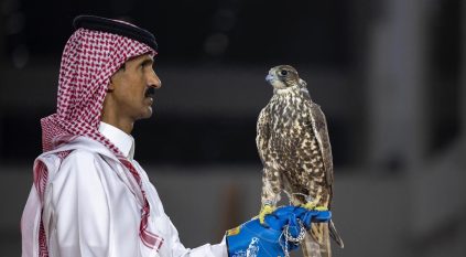 بيع 3 صقور منغولية بـ420 ألف ريال في معرض الصقور والصيد السعودي الدولي