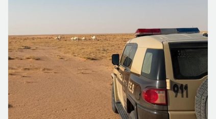 ضبط مواطن رعي 7 أمتان من الإبل في محمية الإمام عبدالعزيز