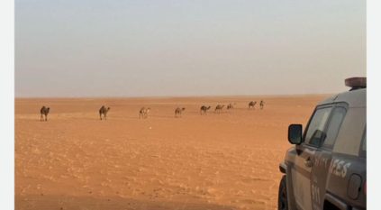 ضبط مواطن رعى 10 متون من الإبل في محمية الإمام عبدالعزيز