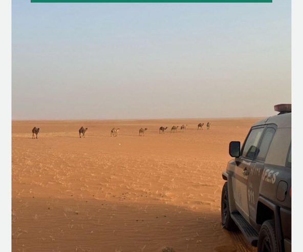 ضبط مواطن رعي 10 متون من الإبل في محمية الإمام عبدالعزيز