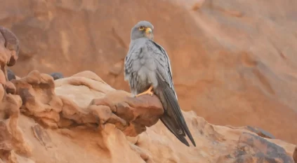 محمية الملك سلمان.. موئل مثالي لتكاثر المئات من الطيور المهاجرة