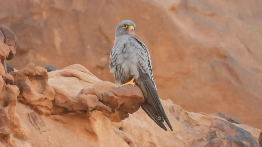 محمية الملك سلمان.. موئل مثالي لتكاثر المئات من الطيور المهاجرة
