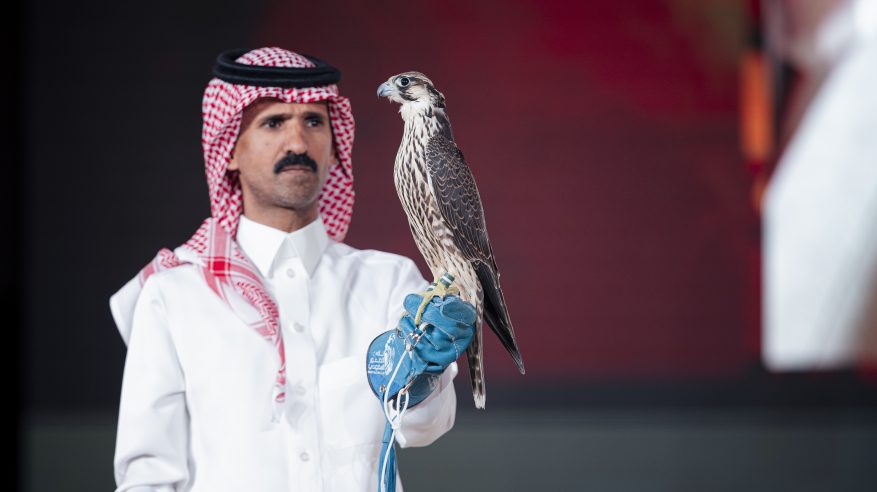 بيع شاهين فرخ بـ 136 ألف ريال في الليلة الـ14 لمزاد نادي الصقور