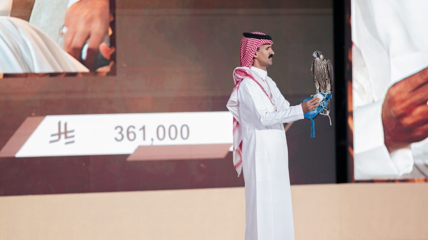 بيع أغلى شاهين فرخ حتى الآن في الليلة الـ 17 لمزاد نادي الصقور