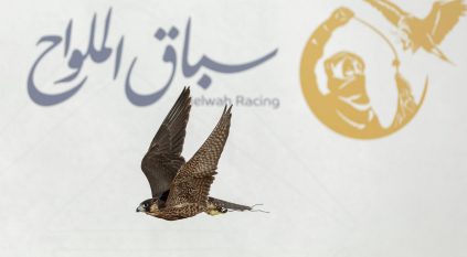 انطلاق أول أشواط سباق الملواح بمعرض الصقور والصيد السعودي