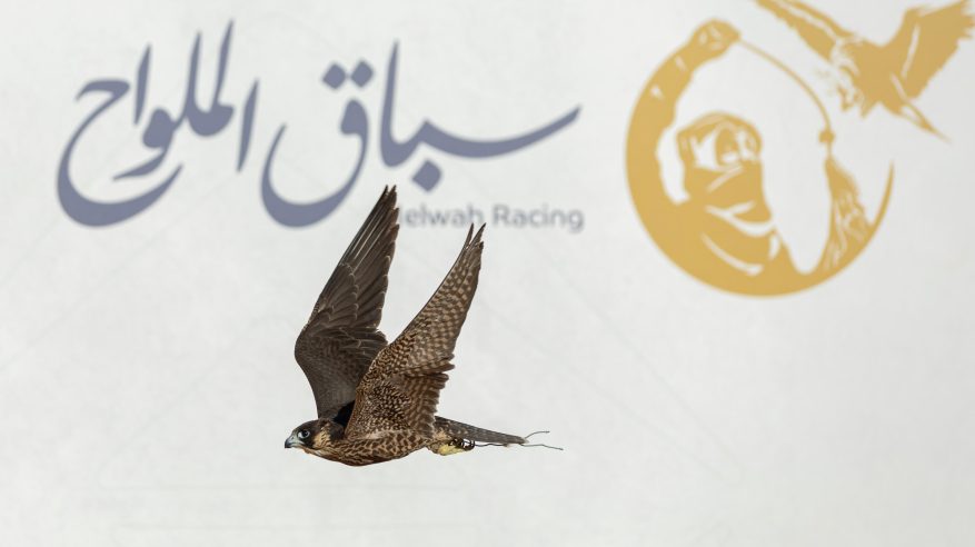 انطلاق أول أشواط سباق الملواح بمعرض الصقور والصيد السعودي