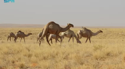 بدء دخول أفواج الإبل والماشية لمناطق الرعي بمحمية الإمام تركي